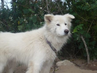 Husky Traces de Reves 